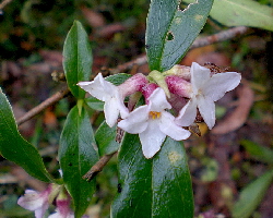 lokta bush Daphne papyracea